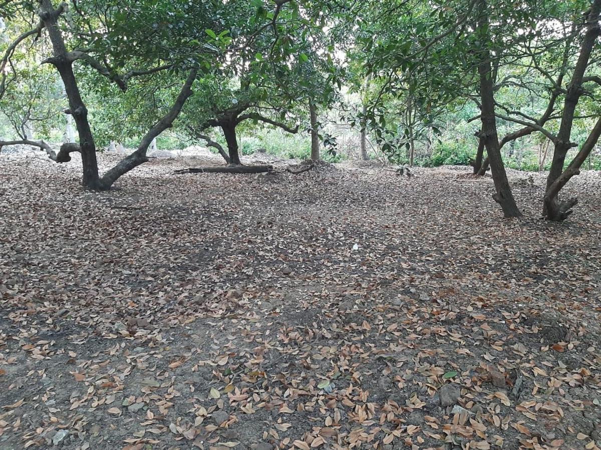 Zohra Baugh, A Green & Organic Farmhouse Stay With All Amenities Dahanu Exterior foto